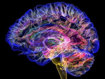 网站激情四射超大jb大脑植入物有助于严重头部损伤恢复